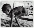 La faim dans le monde